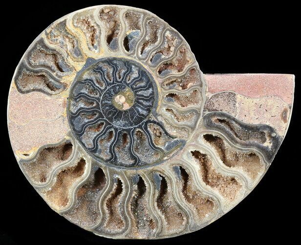 Split Black/Pink Ammonite (Half) - Unusual Coloration #55725
